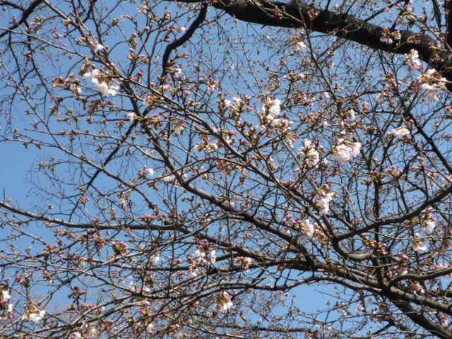 H21.3.23我が家の桜.JPG H21.3.23我が家の桜.JPG