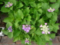紫陽花.JPG 紫陽花.JPG