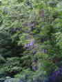 fujiH200502dai.jpg