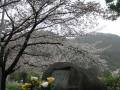 霊園の桜 霊園の桜